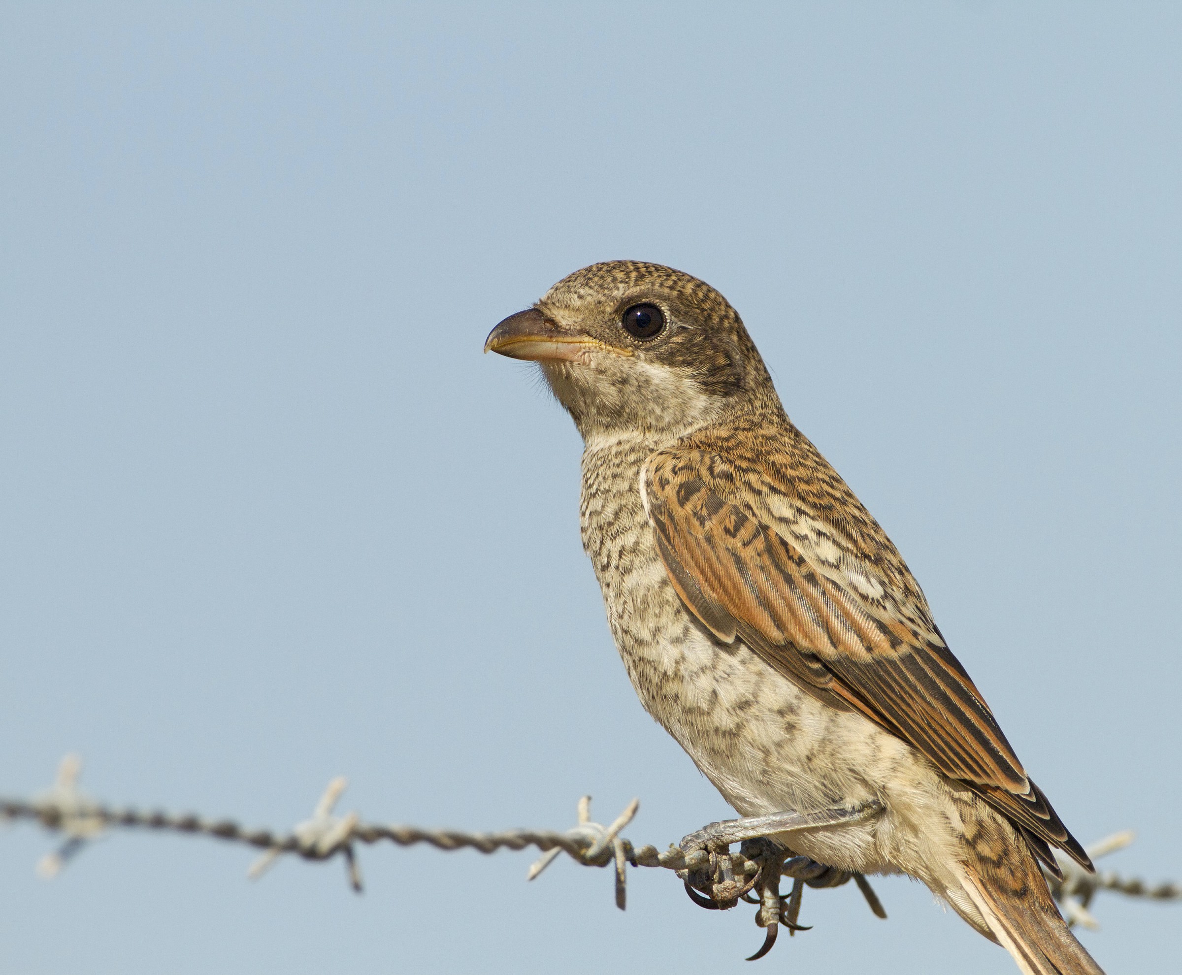 averla.....la coda!!!!