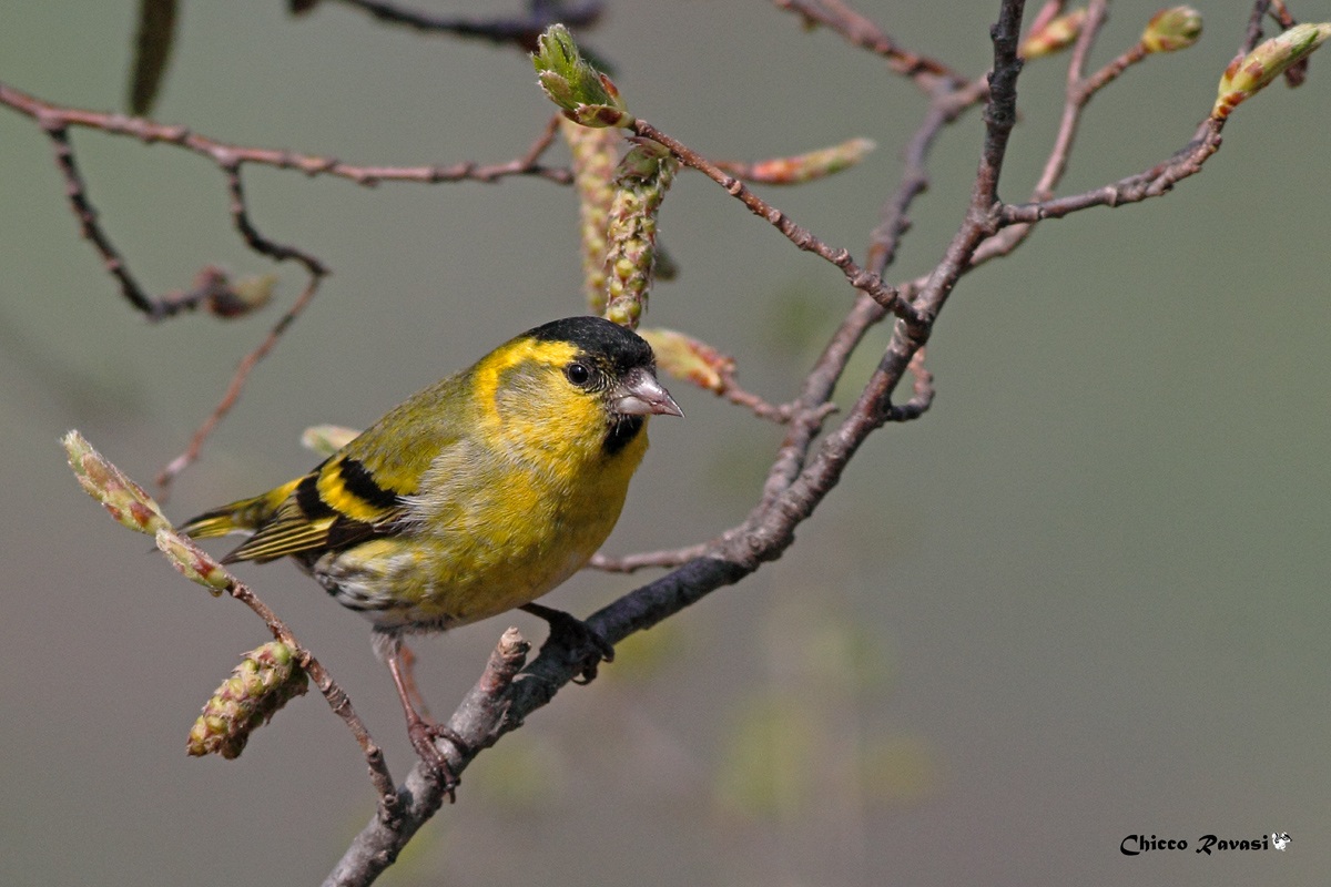 Siskin