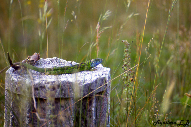 Ramarro (Lacerta viridis)