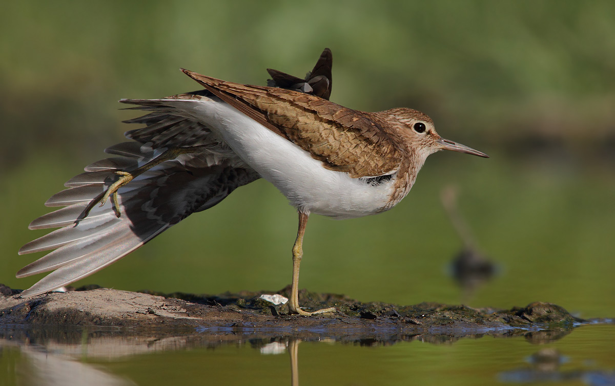 sandpiper