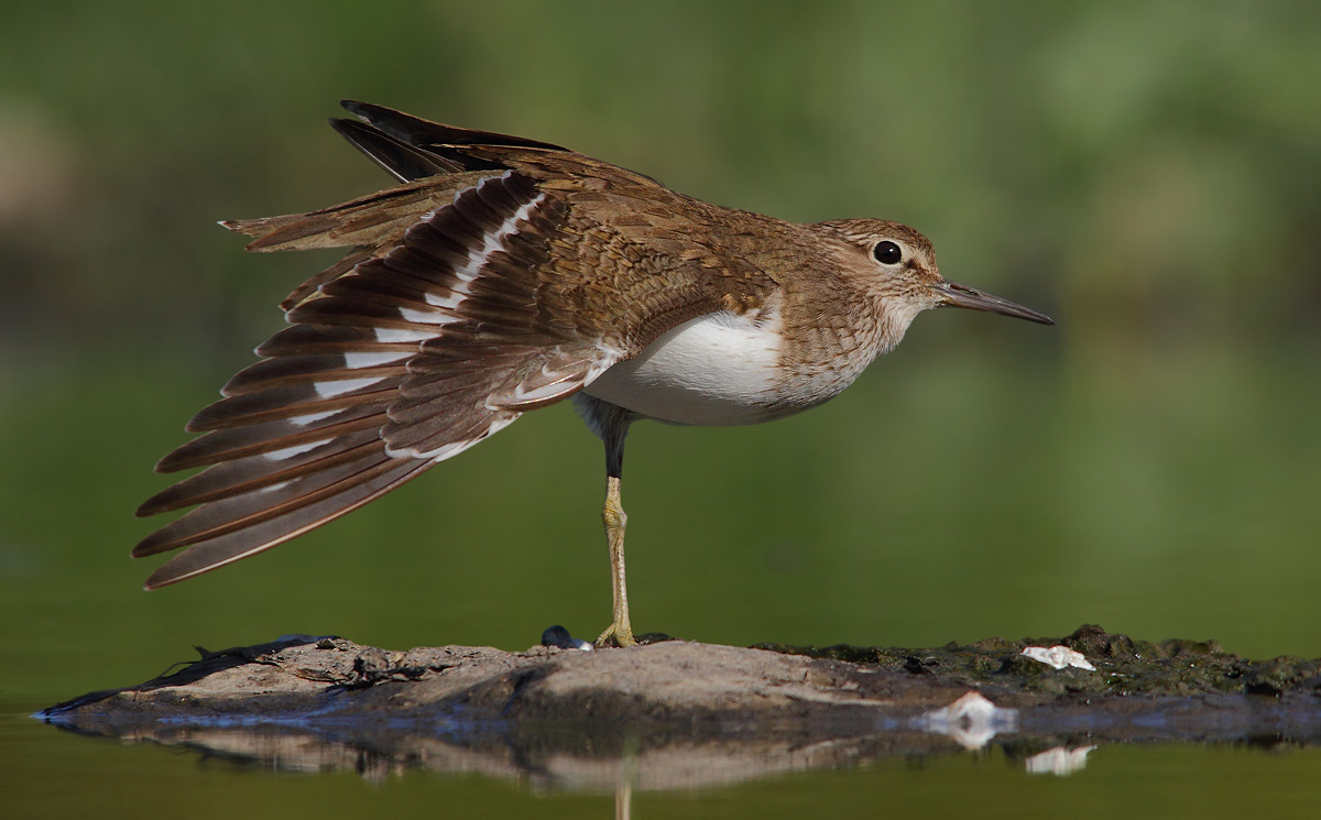 sandpiper