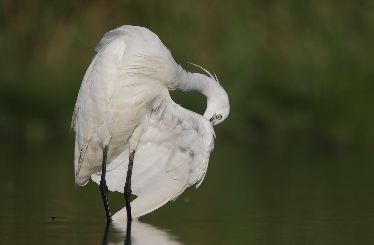 Egret