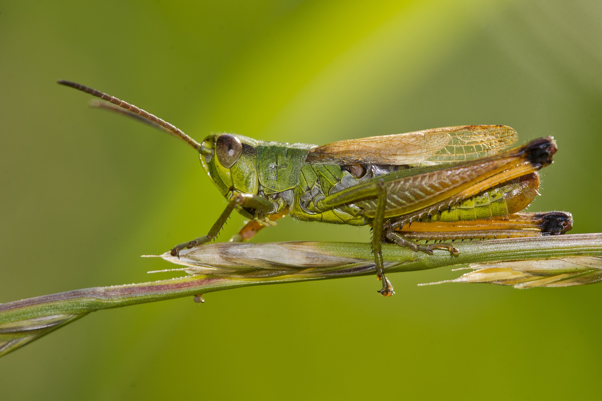 Grasshopper