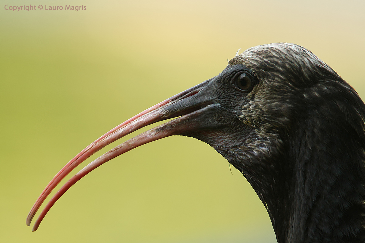 Ritratto di Ibis Eremita giovane