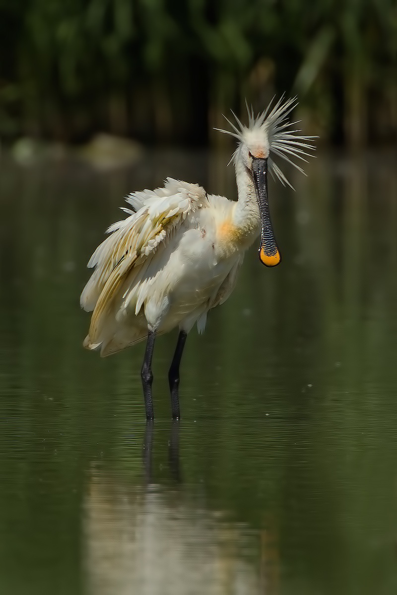 The Spatula of Liberty ...!