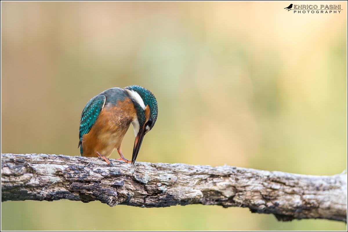 Pedicure on a dreamy bokeh