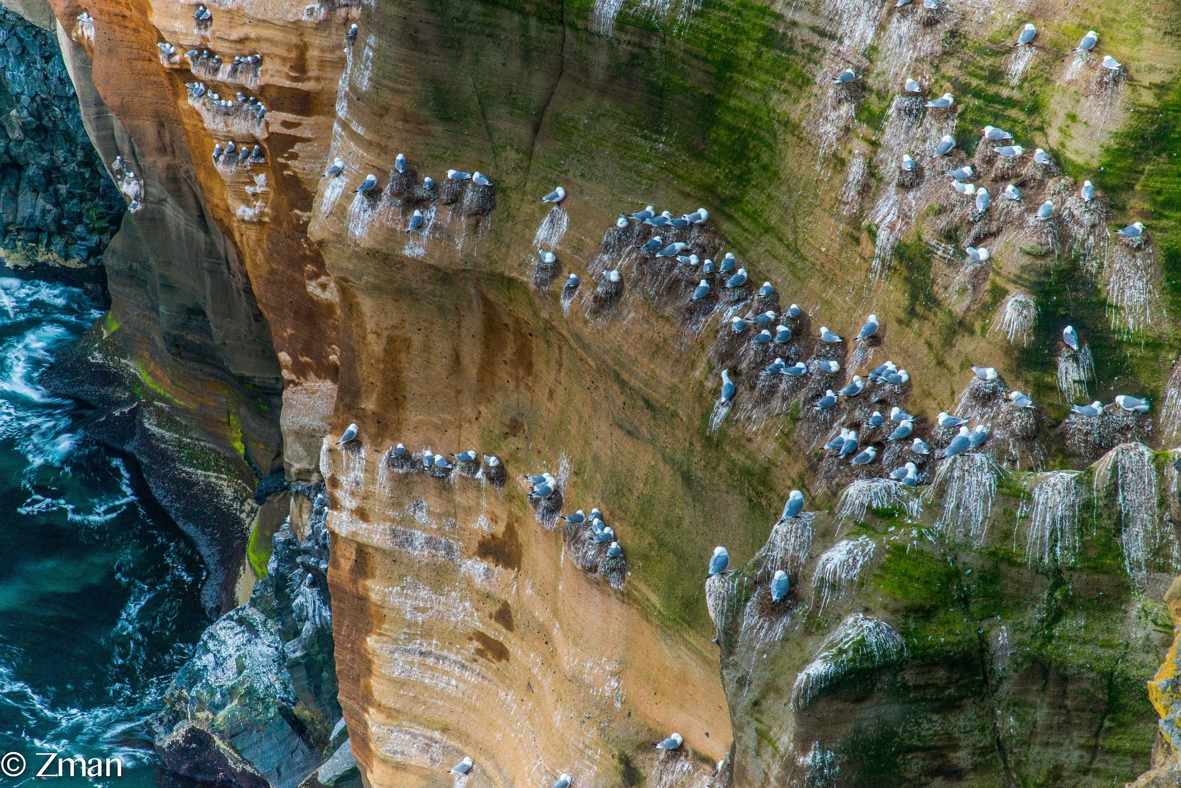 The Cliff and Its Inhabitants