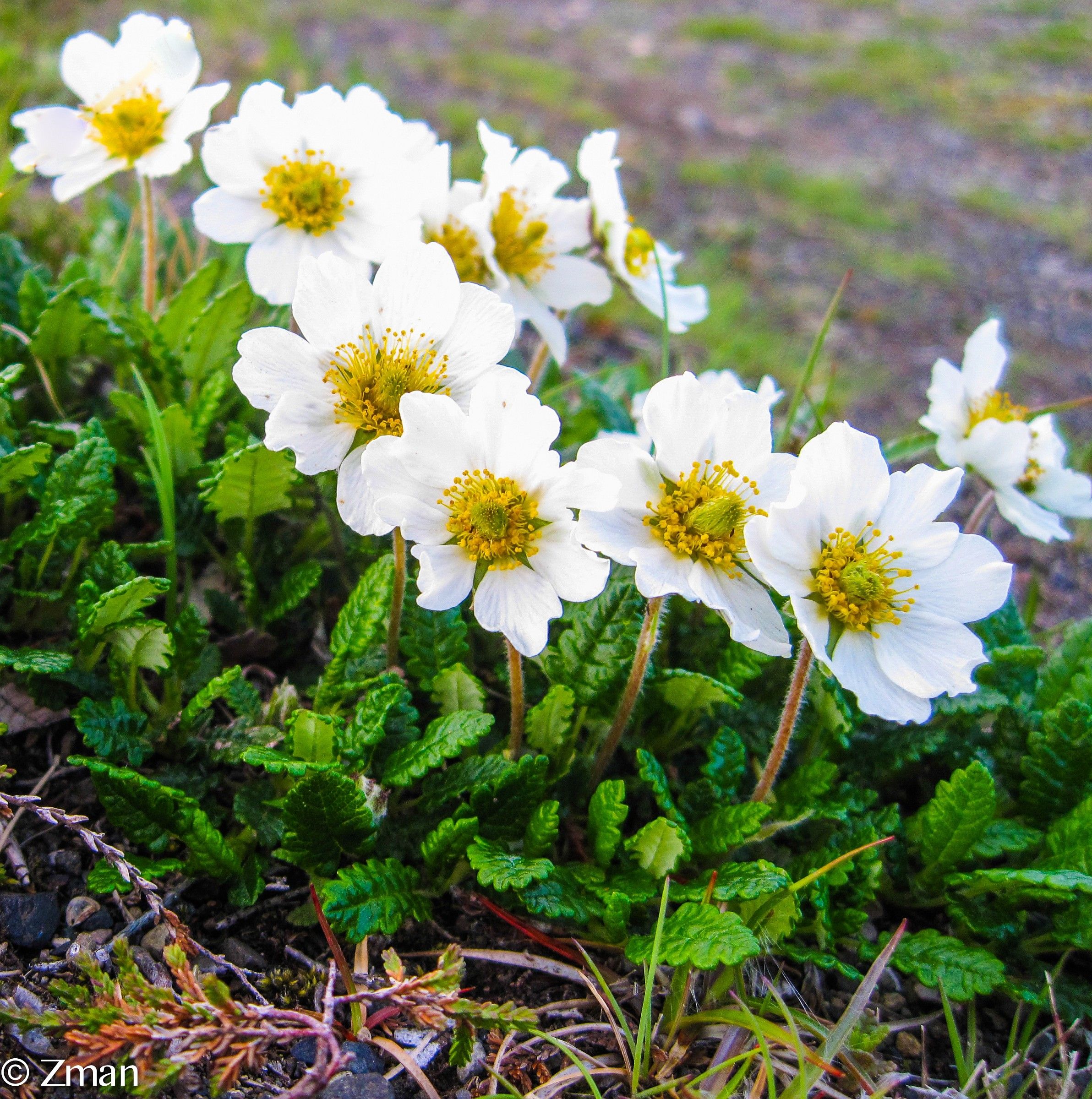 Wild White Flowers