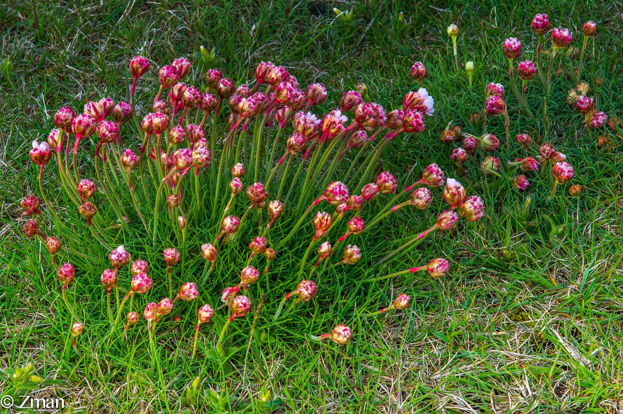 Wild Pink Flowers