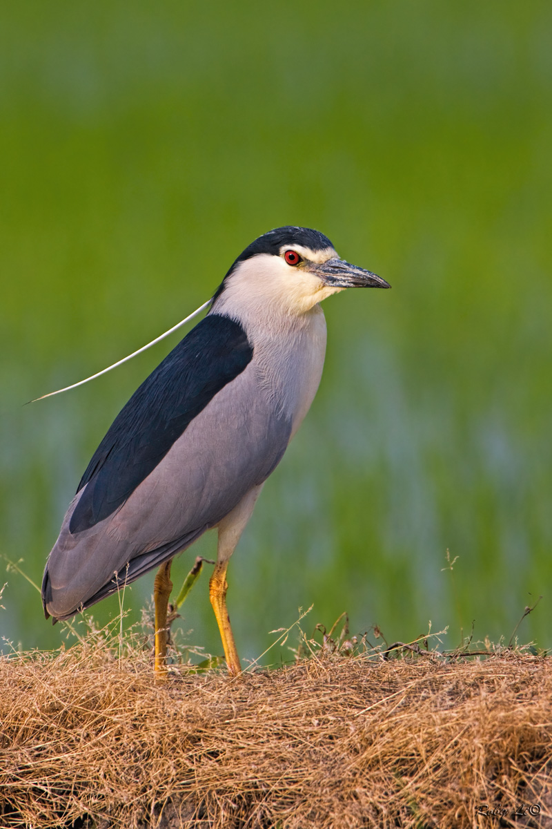 Nitticora di vedetta al tramonto