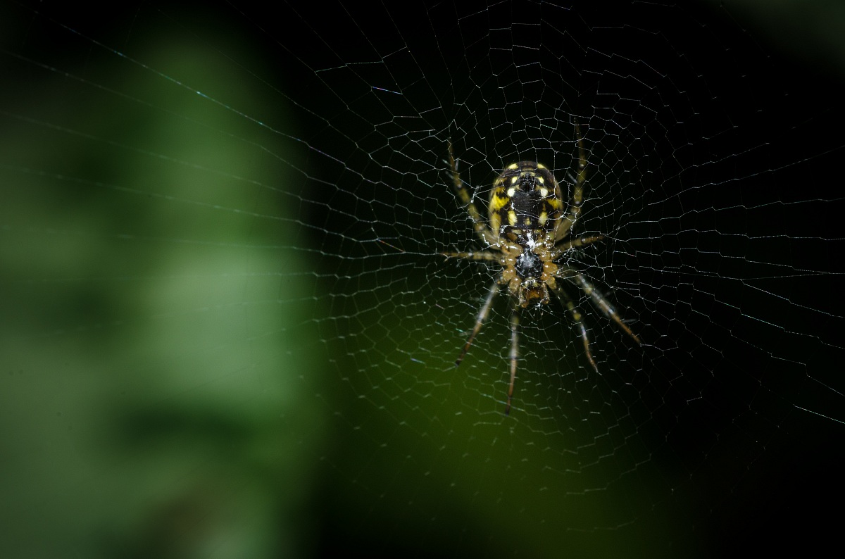 Spider on the canvas in the woods of Frattona # 1