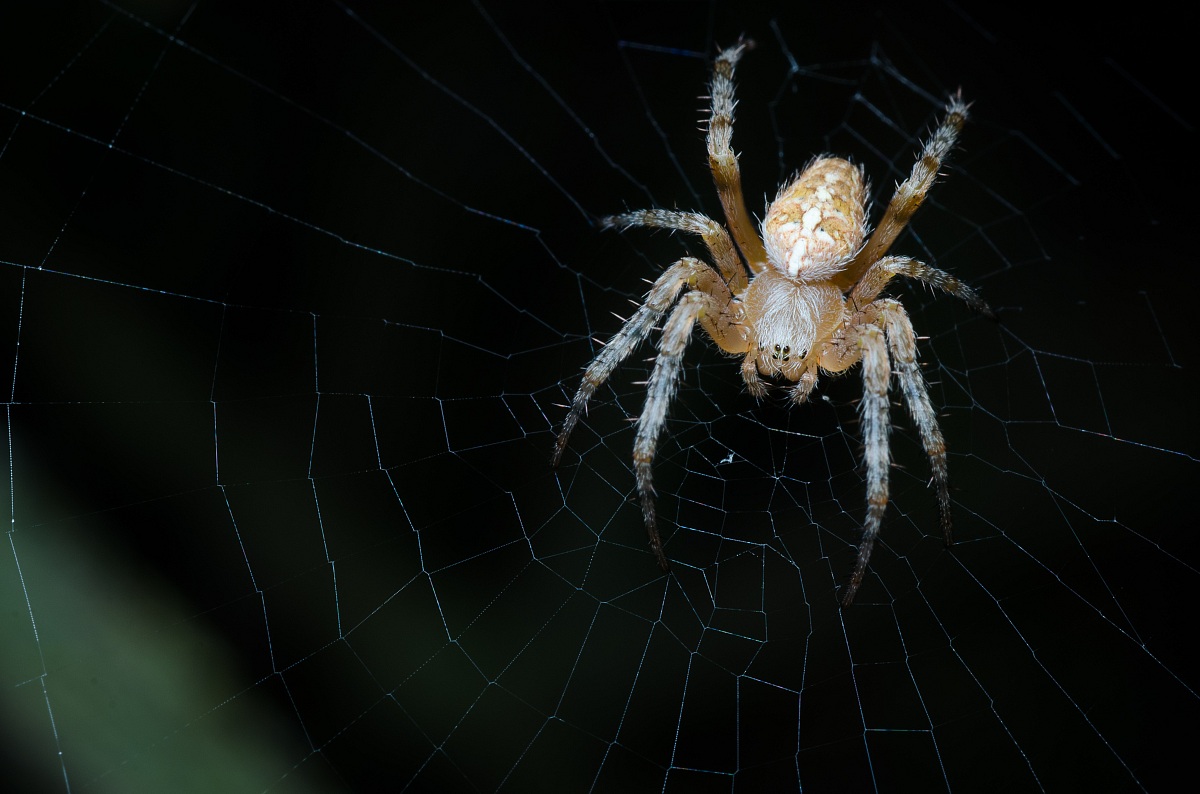 Spider on the canvas in the woods of Frattona # 2