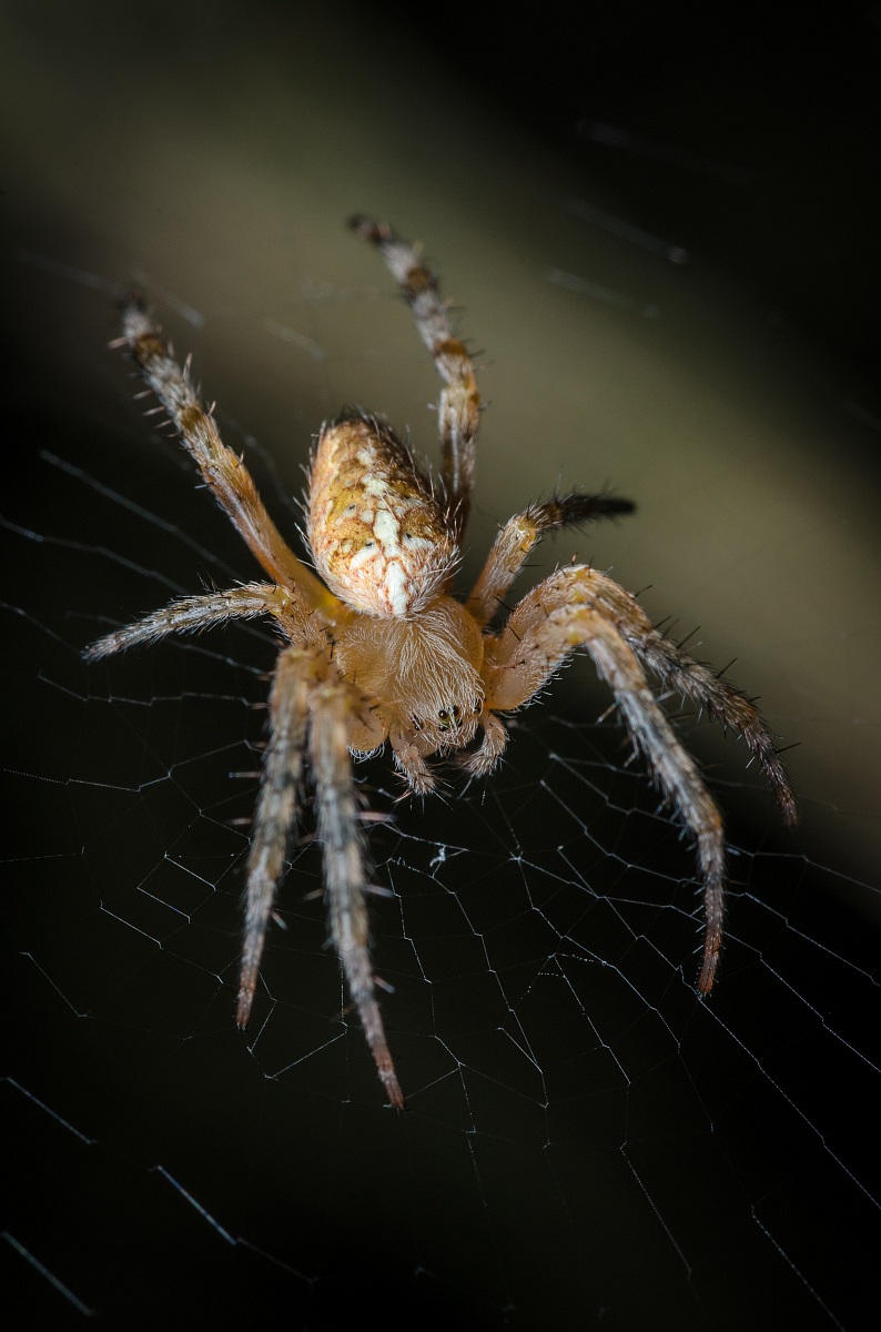 Spider on the canvas in the woods of Frattona # 3