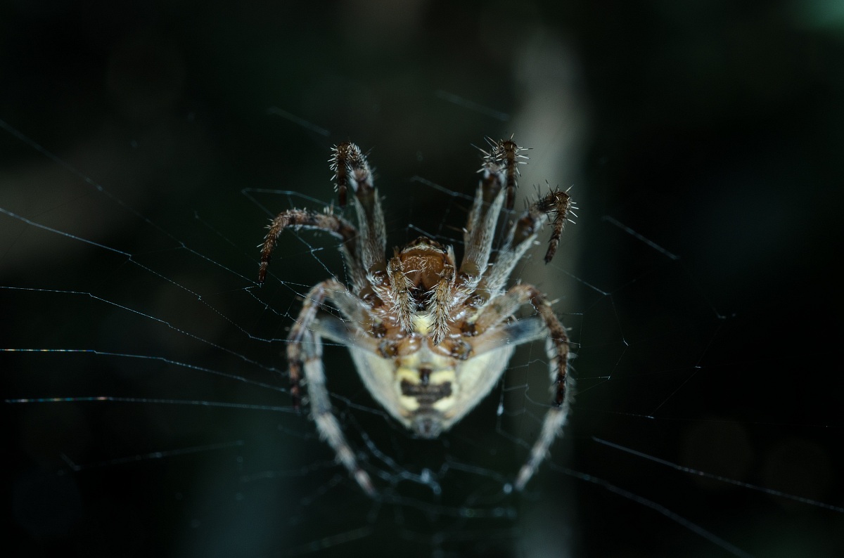 Spider Canvas Frattona of the woods # 5