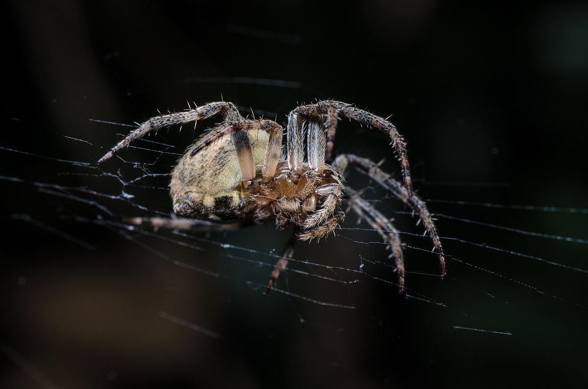 Spider on the canvas in the woods of Frattona # 6
