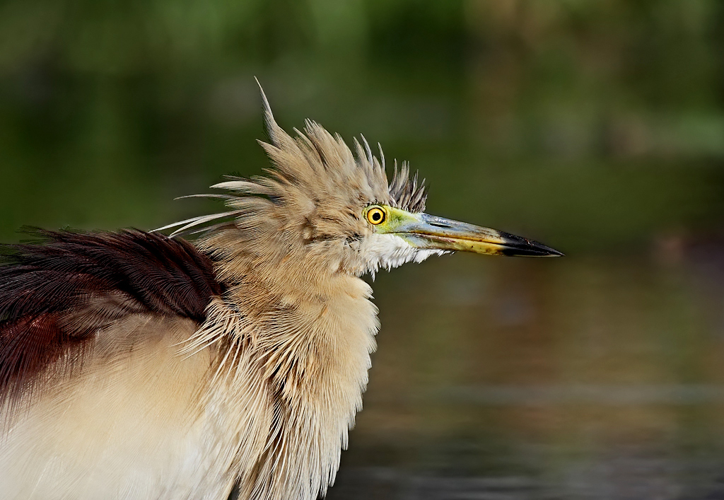 Pond Heron Closeup: Breeding plumage.