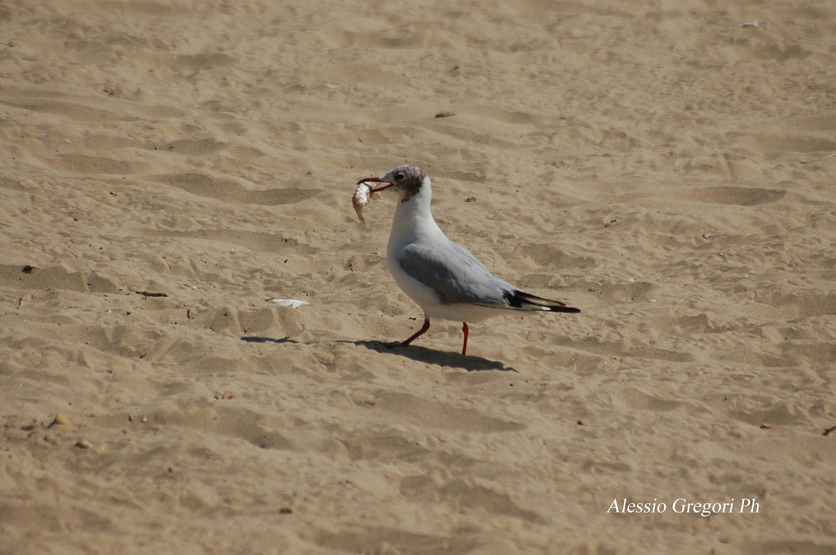 Finalmente si mangia..