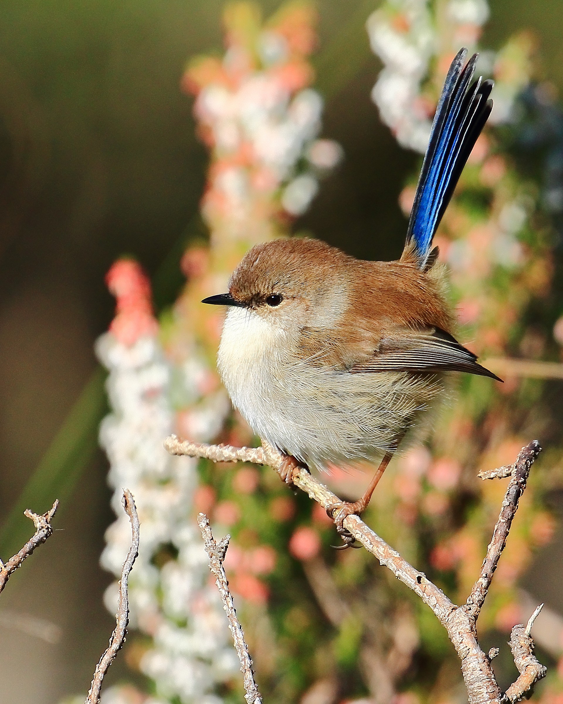 Superb Fairy Wren