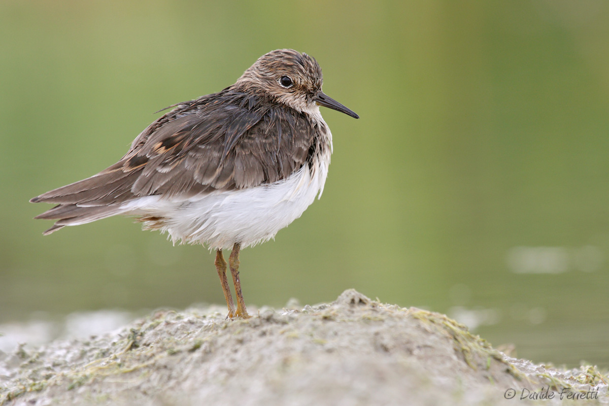 Temminck after the storm