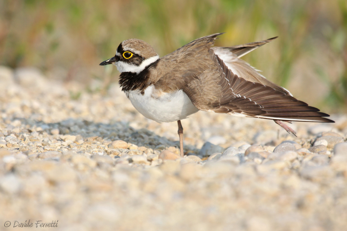 Little Ringed Plover female