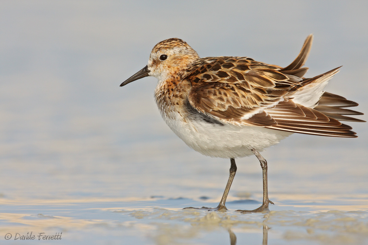 Little Stint after bathing