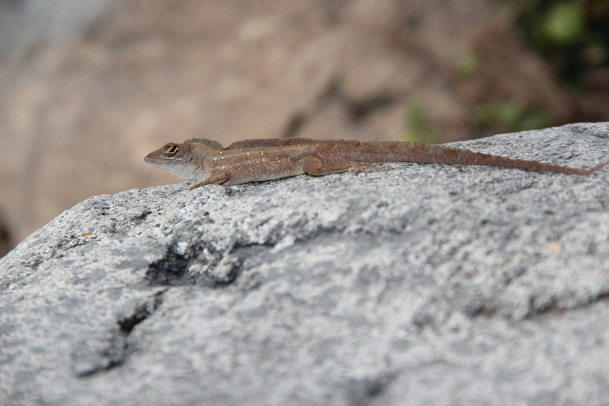 Di Che specie sei? (Florida)