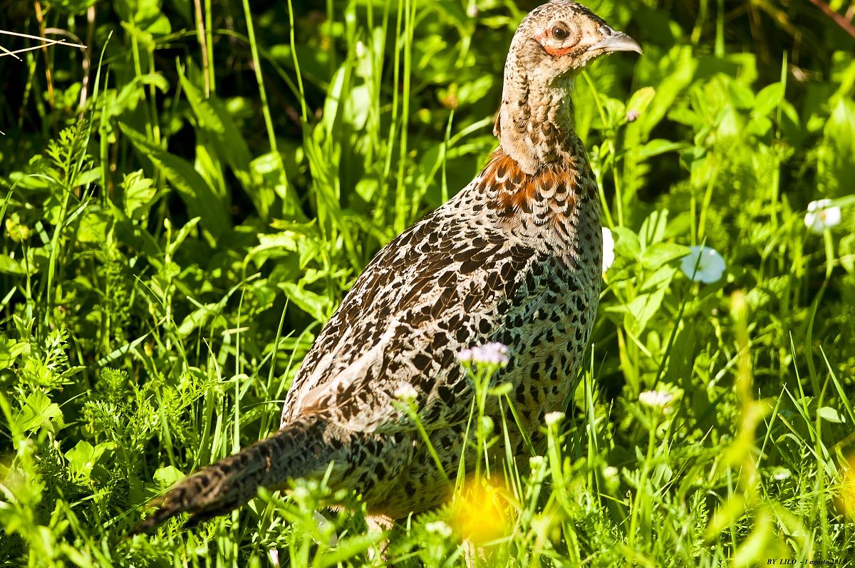 fagiano femmina (phasianus colchicus)