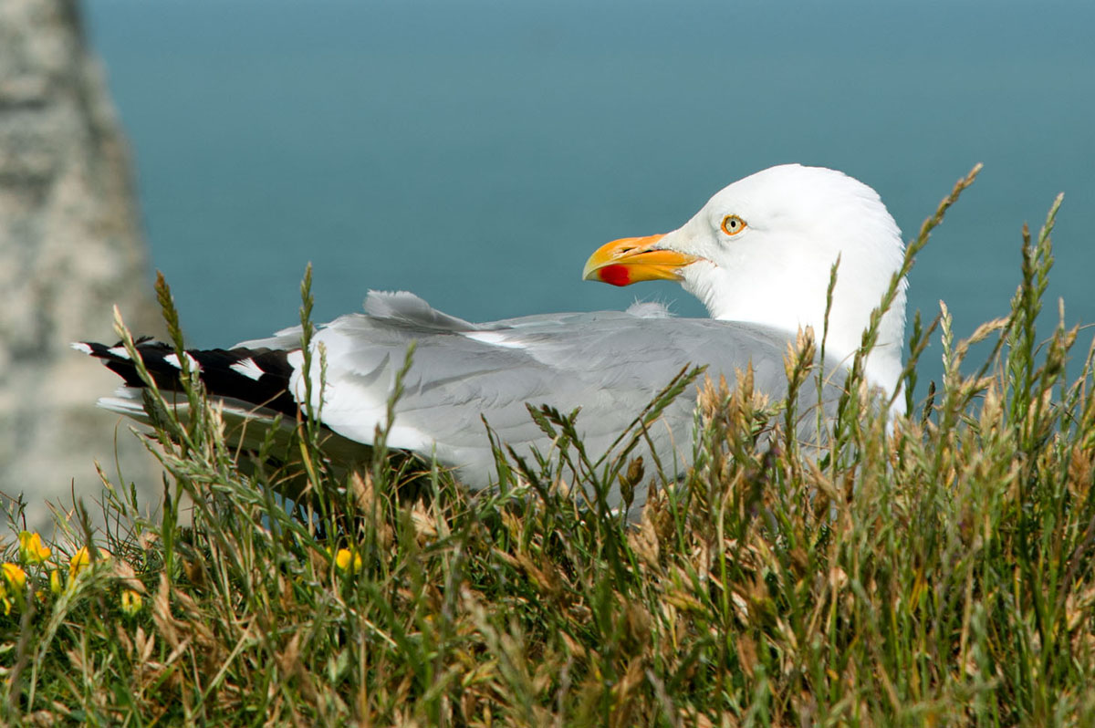 gabbiano di scogliera