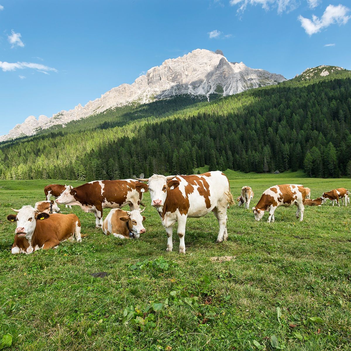 Pastures in Misurina