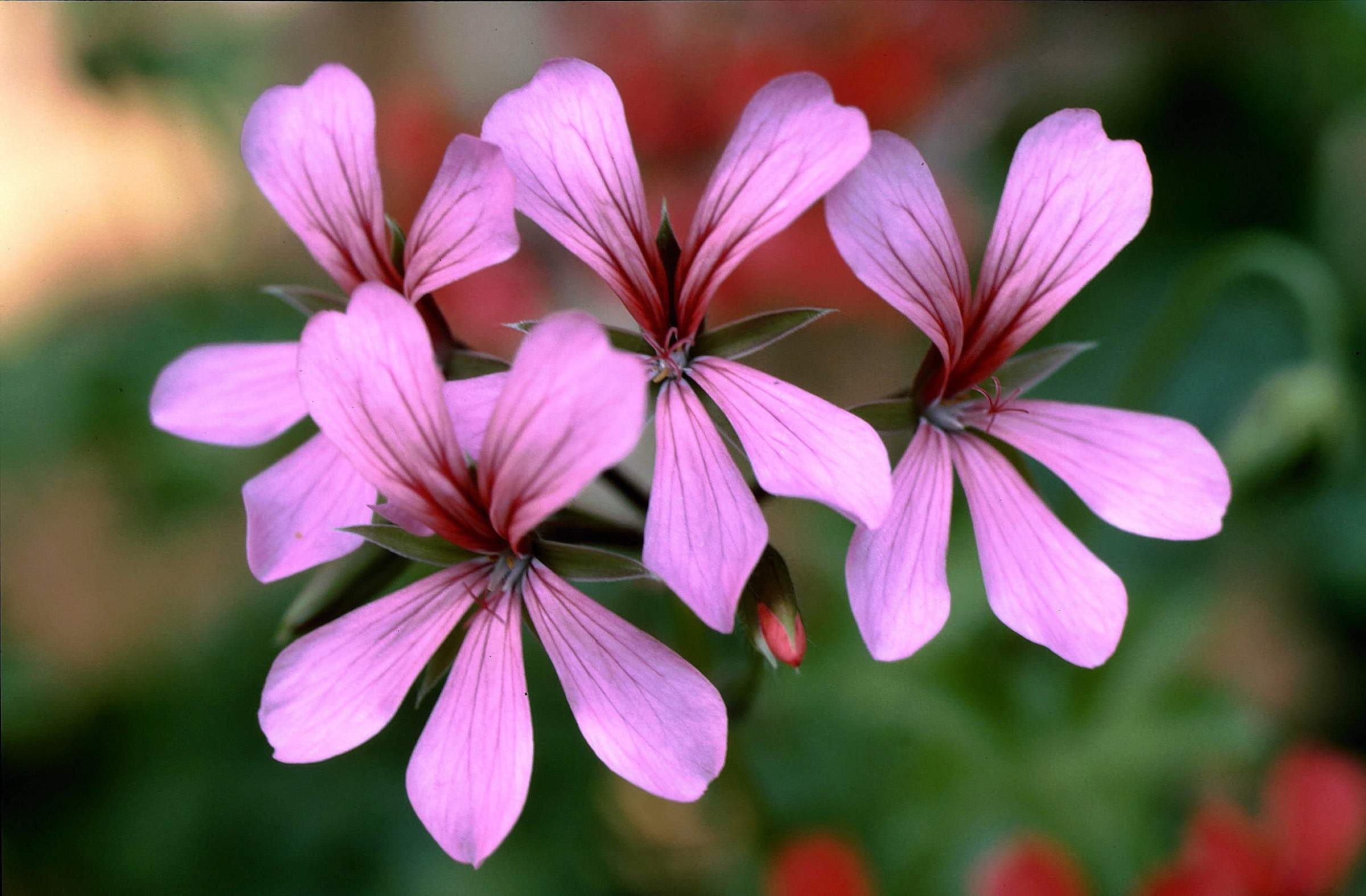 Fiorellini del giardino di mia madre - 1985