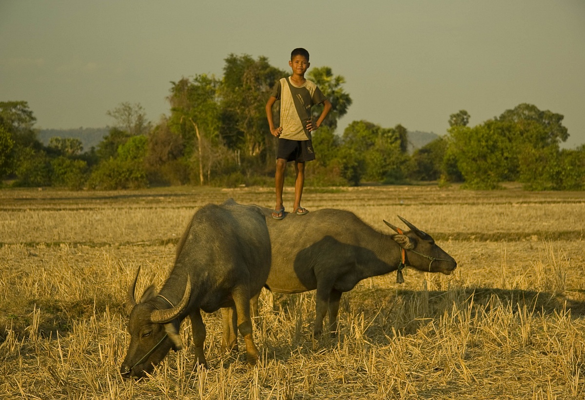 il ragazzo dei bufali