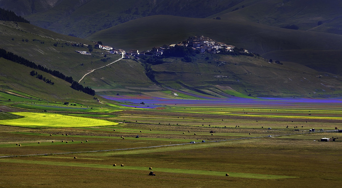 Fioritura a Castelluccio