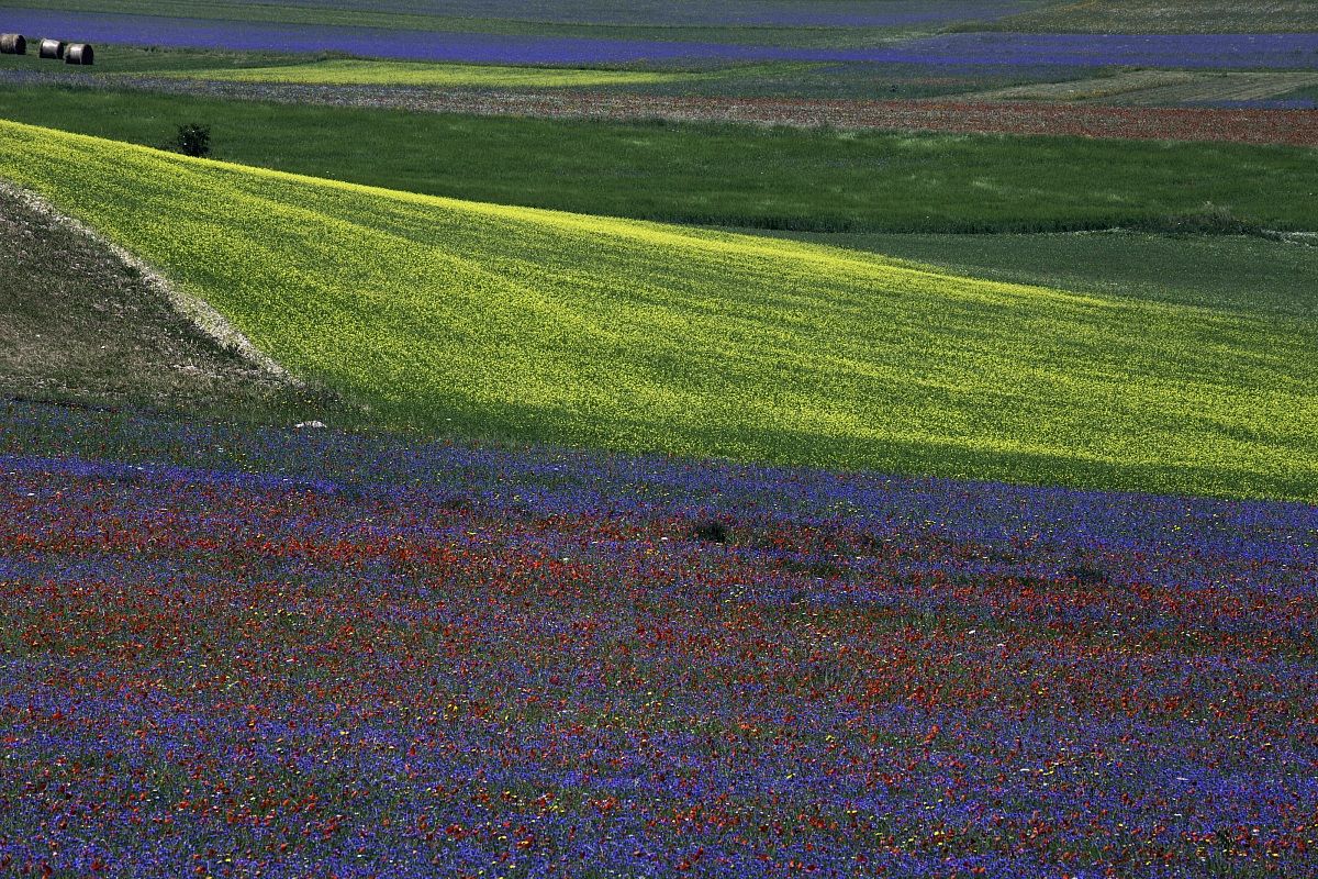 Fioritura a Castelluccio