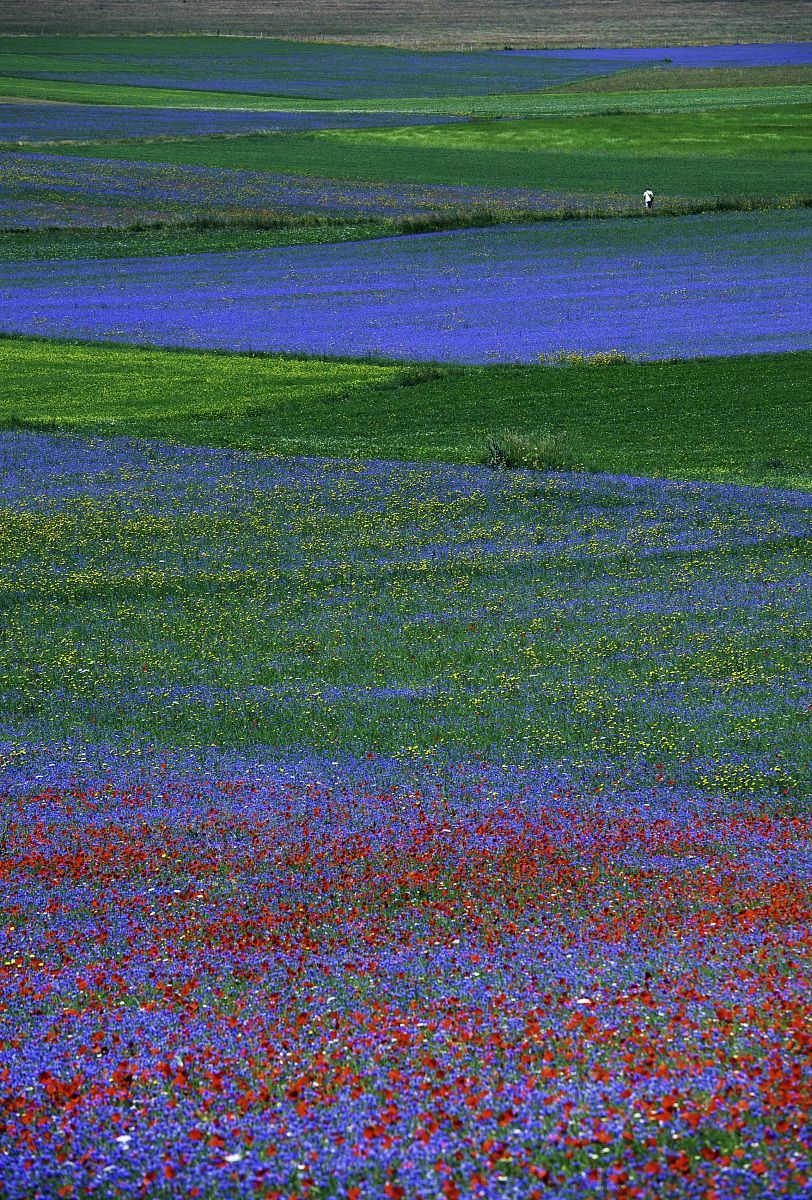 Fioritura a Castelluccio