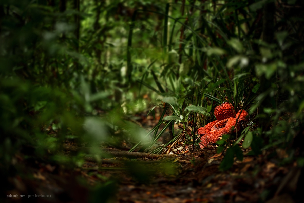 Rafflesia | Borneo Gem