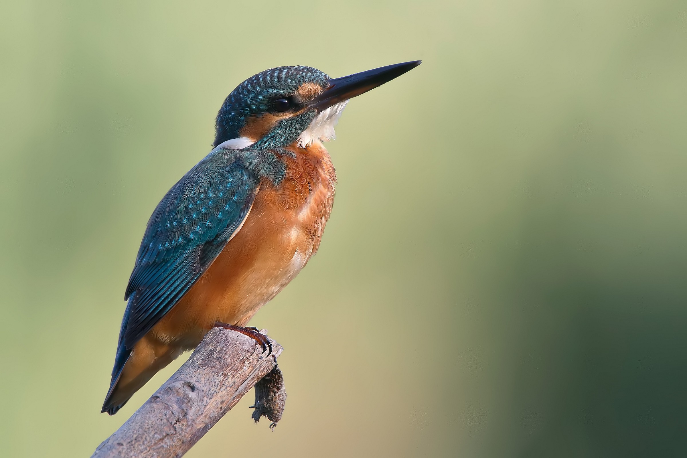 Martin in 3200 Iso (3000px)