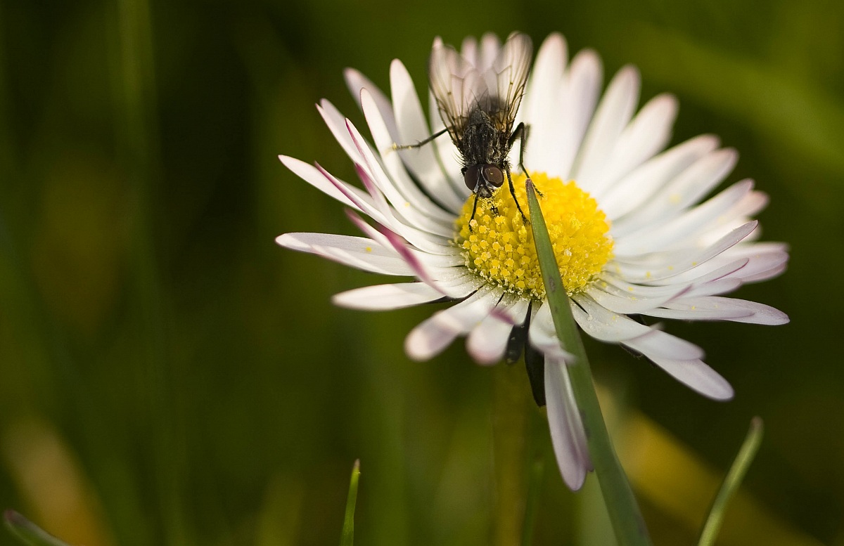 visita alla Margherita
