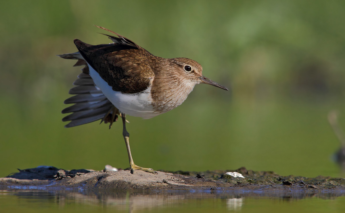 sandpiper