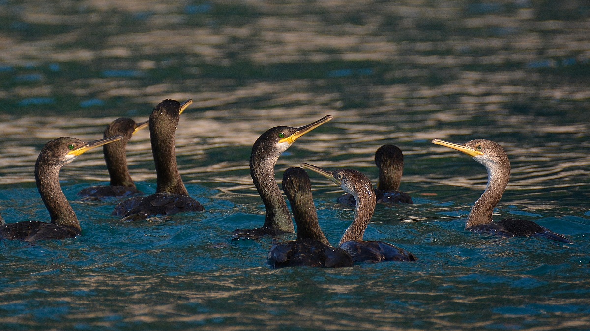 Isola del Tino (La Spezia)