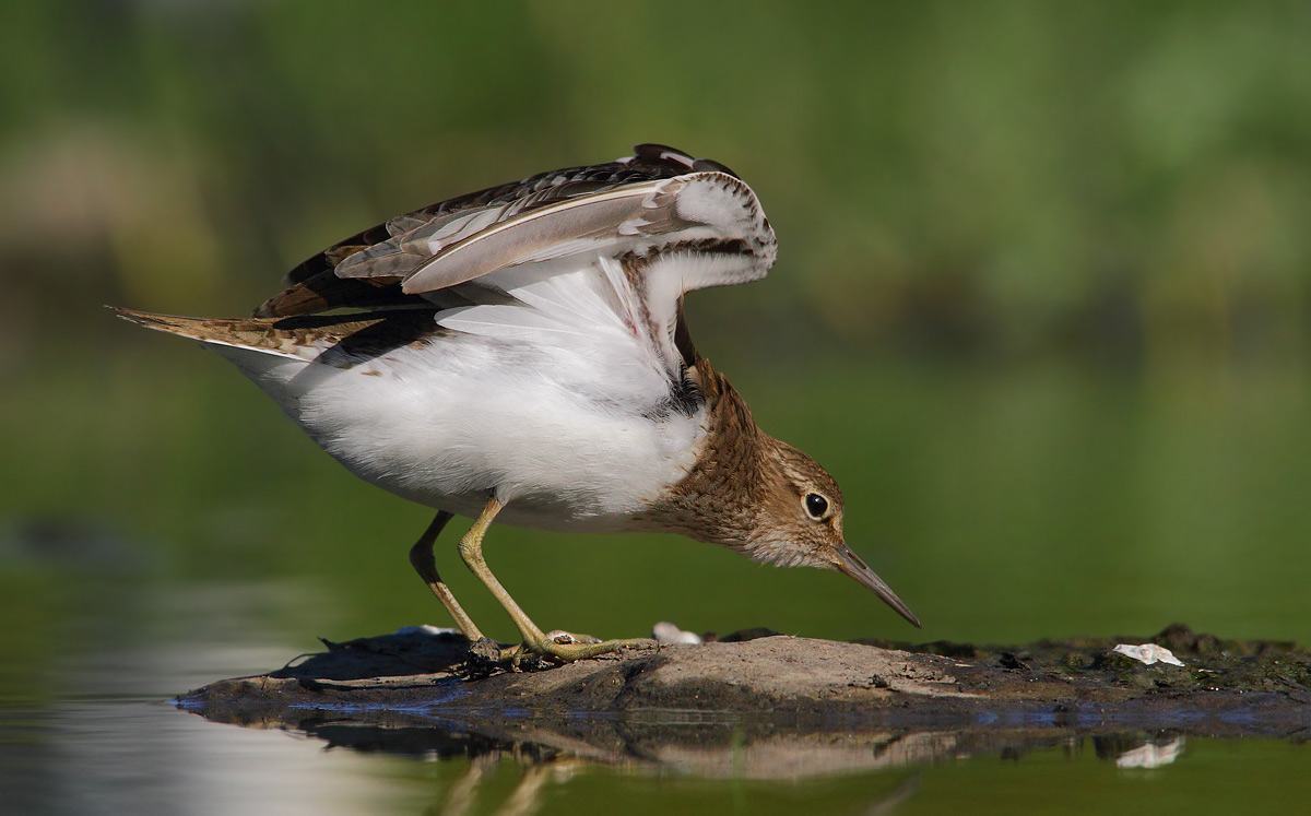 sandpiper