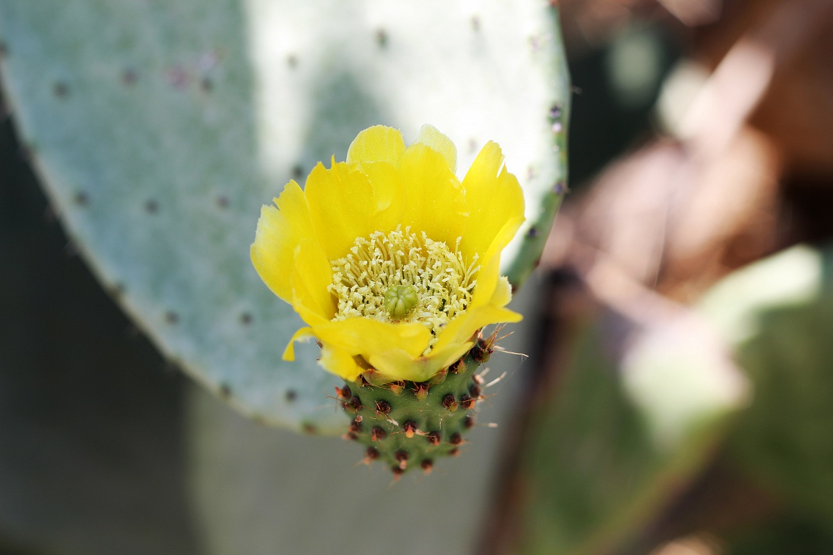 Opuntia ficus-indica