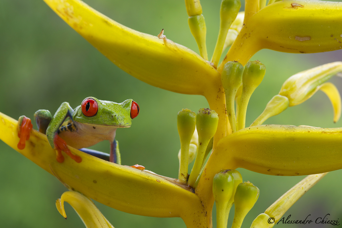 Red eyes on the yellow ....