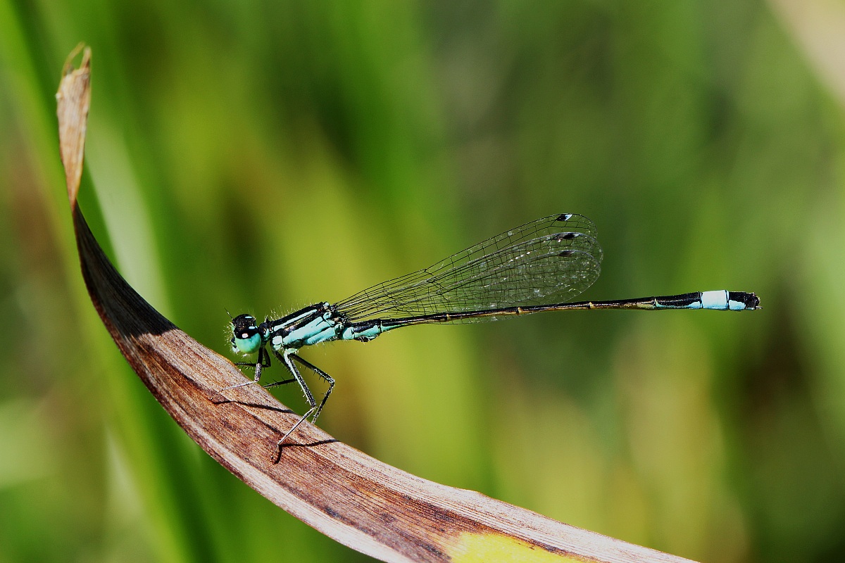 libellula