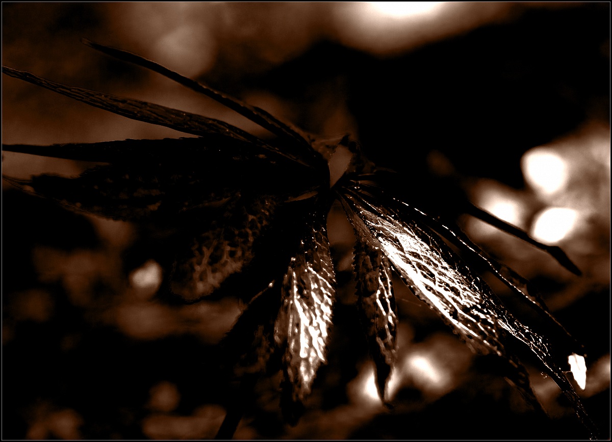 Luci e ombre del sotto bosco 2