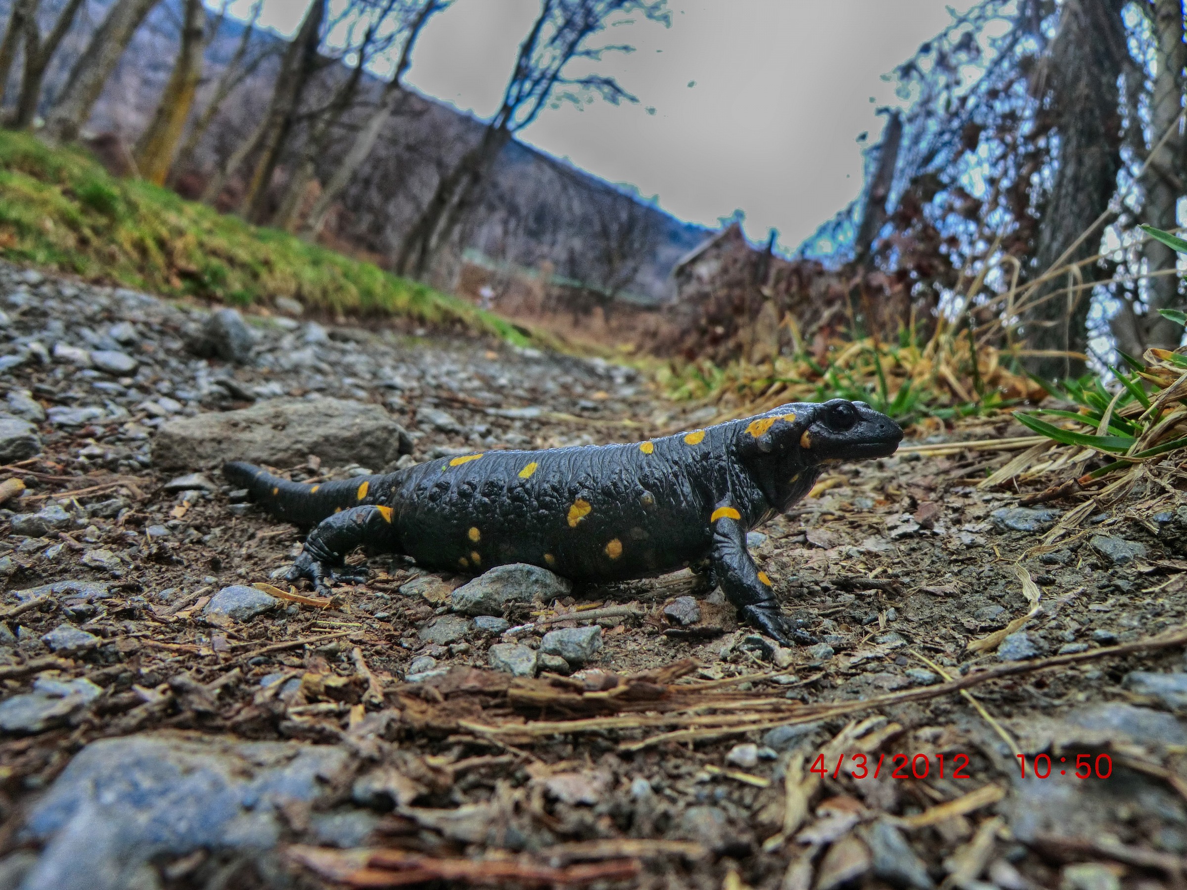 salamandra pezzata (Salamandra salamandra Linnaeus, 175