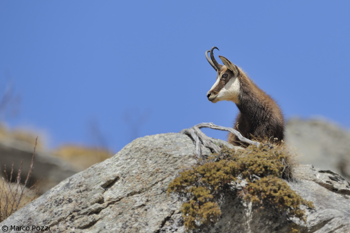 camoscio