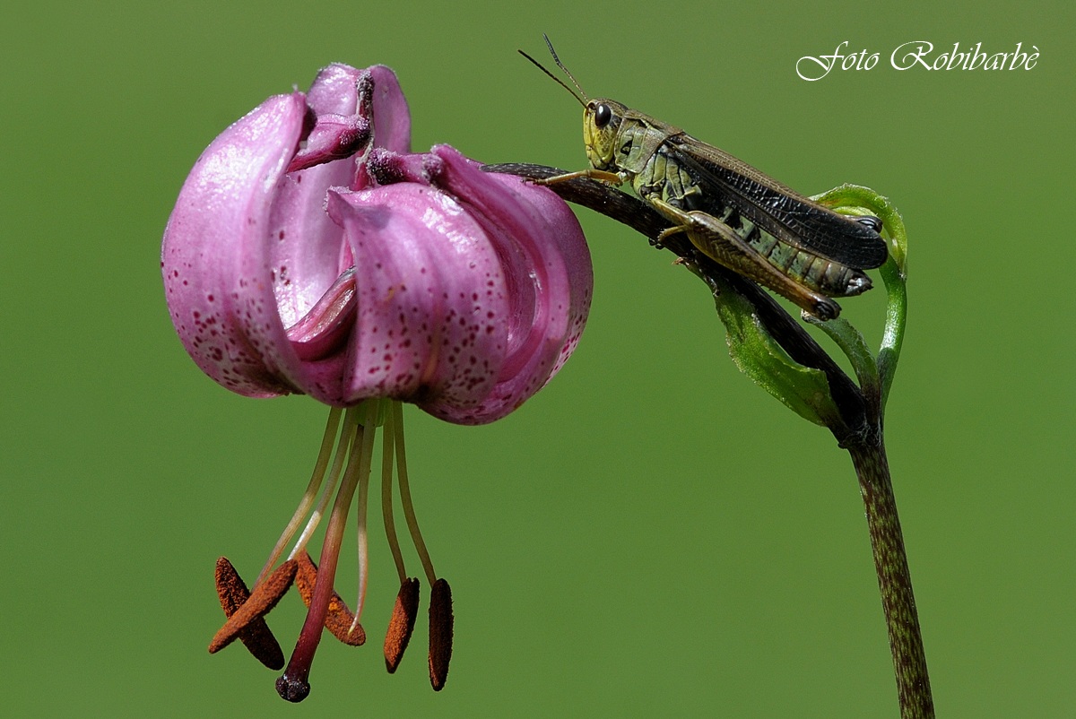 a.... cavallo del ...martagone...