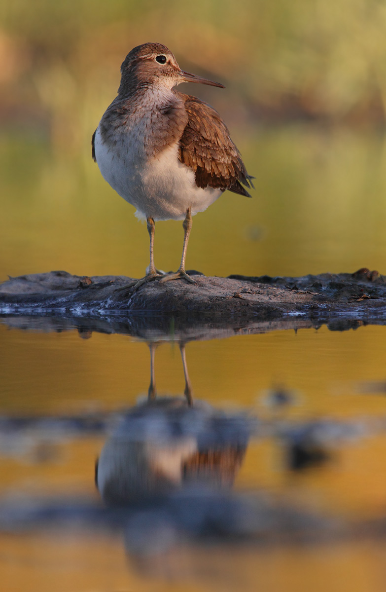 sandpiper
