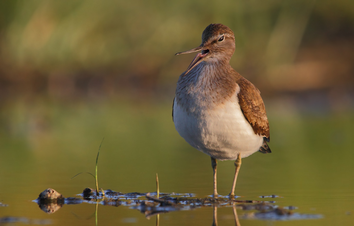 sandpiper