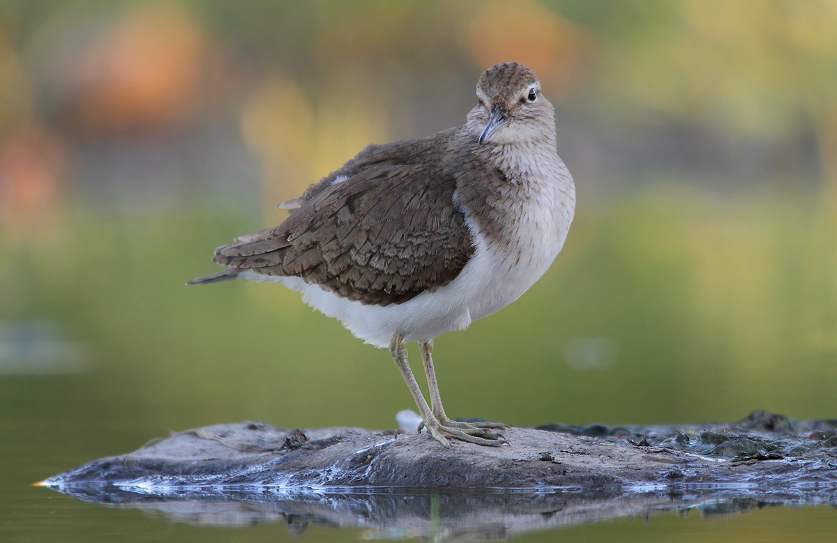 sandpiper